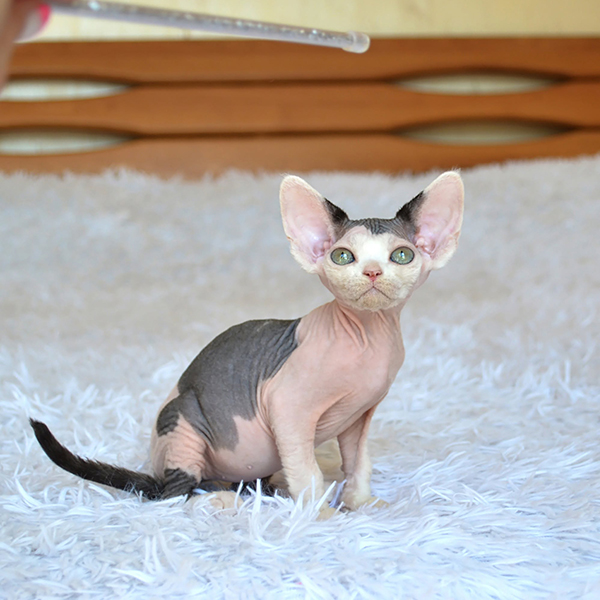 Available Devon Rex Kittens For Sale