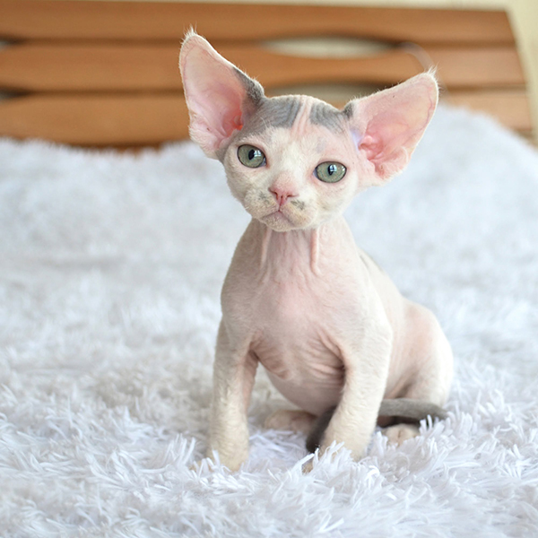 Available Devon Rex Kittens For Sale