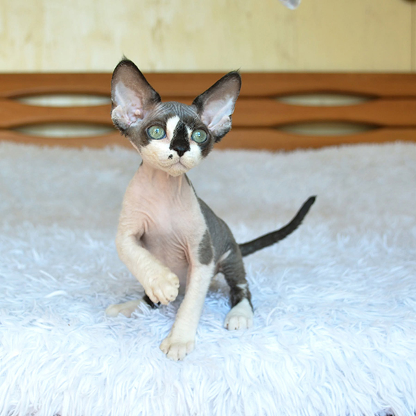 Available Devon Rex Kittens For Sale