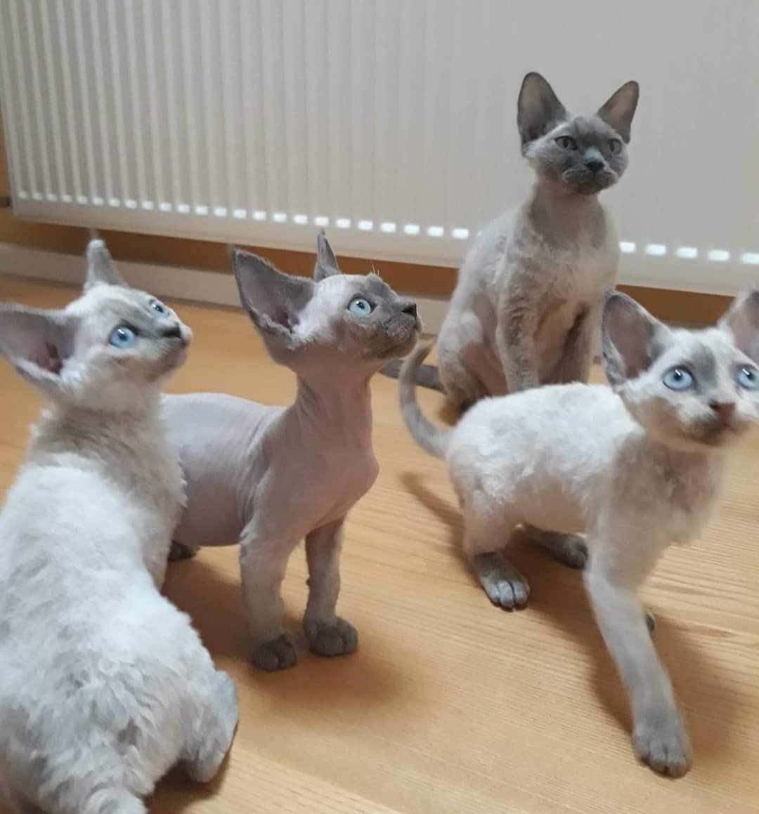 Devon Rex Kitten Delivery