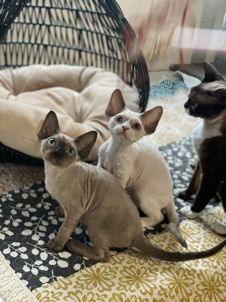 Devon Rex Kitten Price 2026 | Real Cost Breakdown