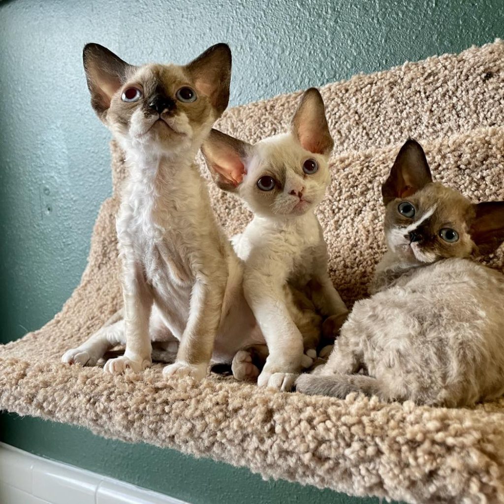 Devon Rex Kitten Scam