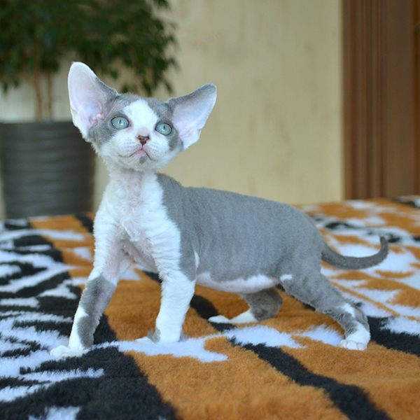 Available Devon Rex Kittens For Sale
