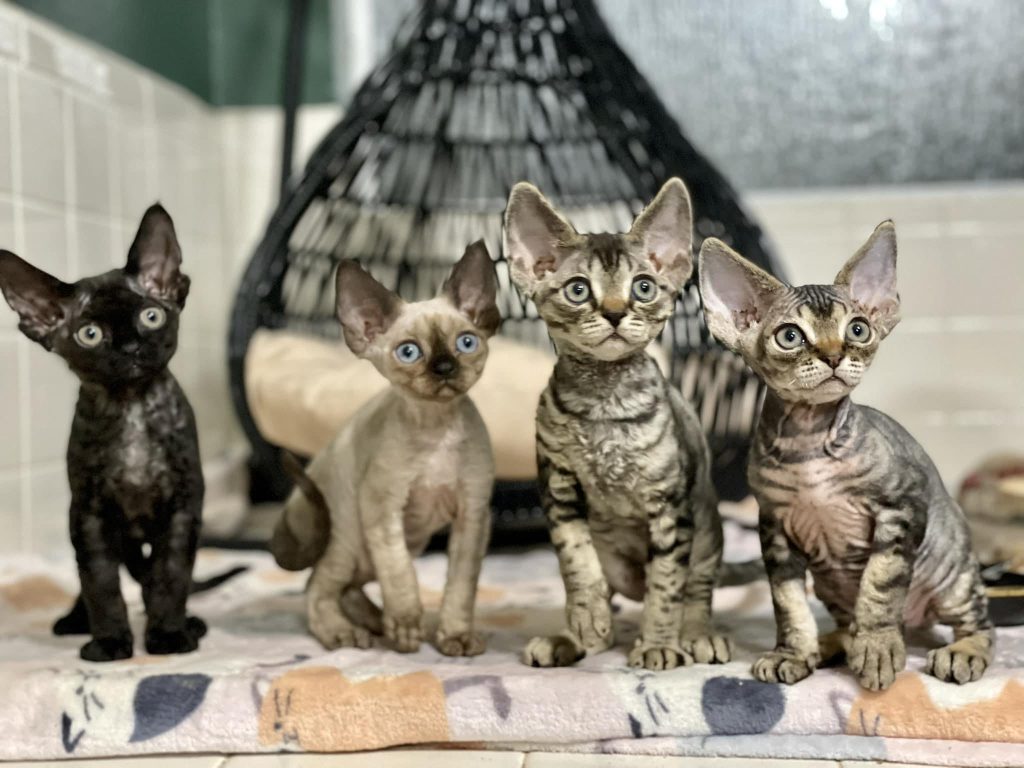 Healthy Devon Rex Kittens for sale online