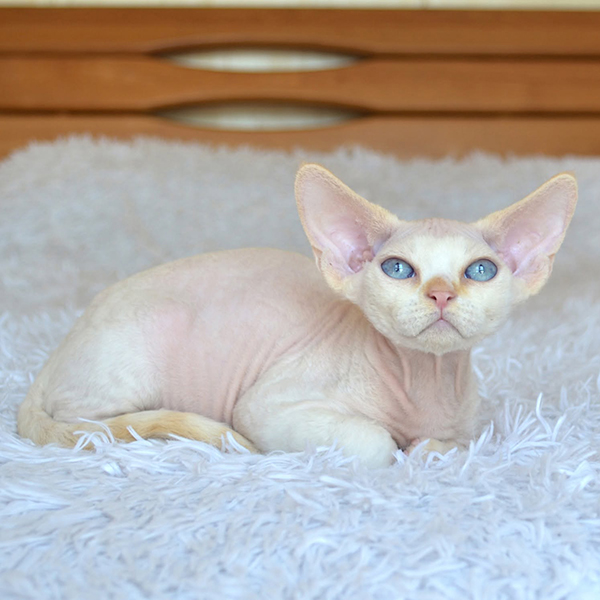 Available Devon Rex Kittens For Sale