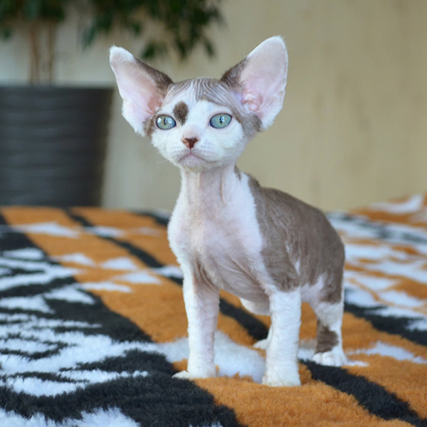 Available Devon Rex Kittens For Sale
