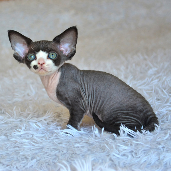Available Devon Rex Kittens For Sale