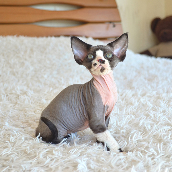Available Devon Rex Kittens For Sale