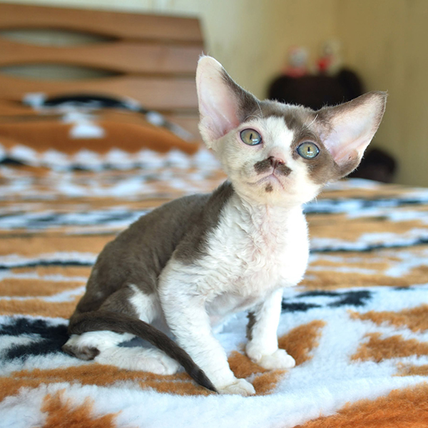 Available Devon Rex Kittens For Sale