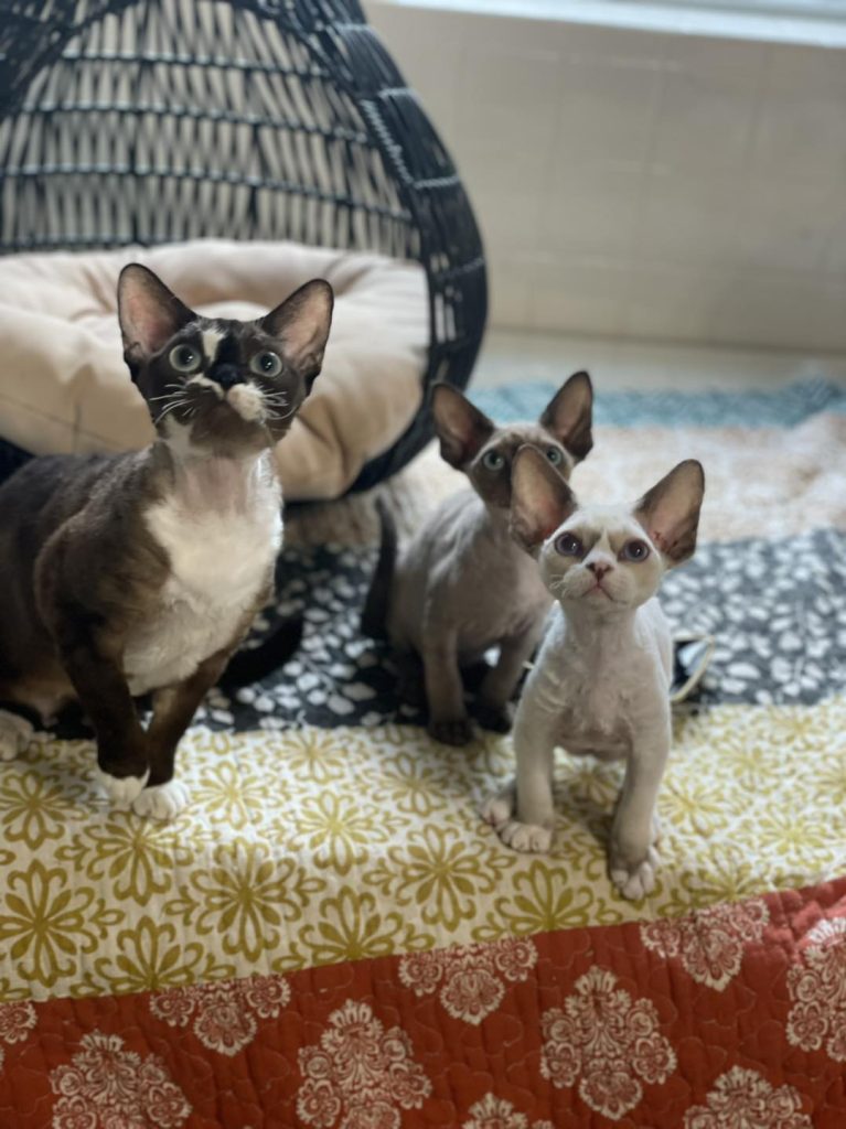 Reserve Devon Rex Kitten